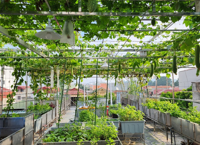 Trồng rau và làm giàn trên sân thượng giúp giảm nhiệt cho bồn nước inox